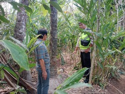 Mbah Mitro di Purbalingga Tewas Jatuh dari Pohon Kelapa 8 Meter Saat Sadap NIra