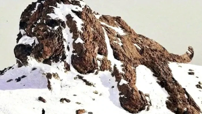 Tes Kepribadian: Anjing atau Gunung yang Pertama Kamu Lihat? Ini Artinya...