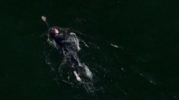 Perenang Polandia Taklukkan Laut Baltik usai 55 Jam Berenang