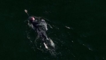 Berita Panas dari Dunia Sport CNN : Kubkowski, Perenang Pertama Arungi Laut Baltik Selama 55 Jam