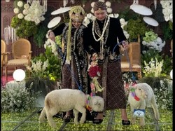 Uniknya Pengantin di Ponorogo Bawa Seserahan Domba Merino