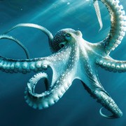 5 Fakta Unik Gurita, Hewan Laut dengan Tiga Jantung