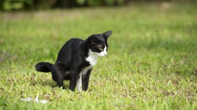 ilustrasi kucing lagi buang kotoran di pekarangan rumah
