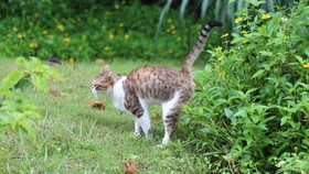 Jangan sampai hubungan baik dengan tetangga rusak gara-gara kucing peliharaan. Ini dia cara cegah kucing tetangga buang kotoran di pekarangan rumah.
