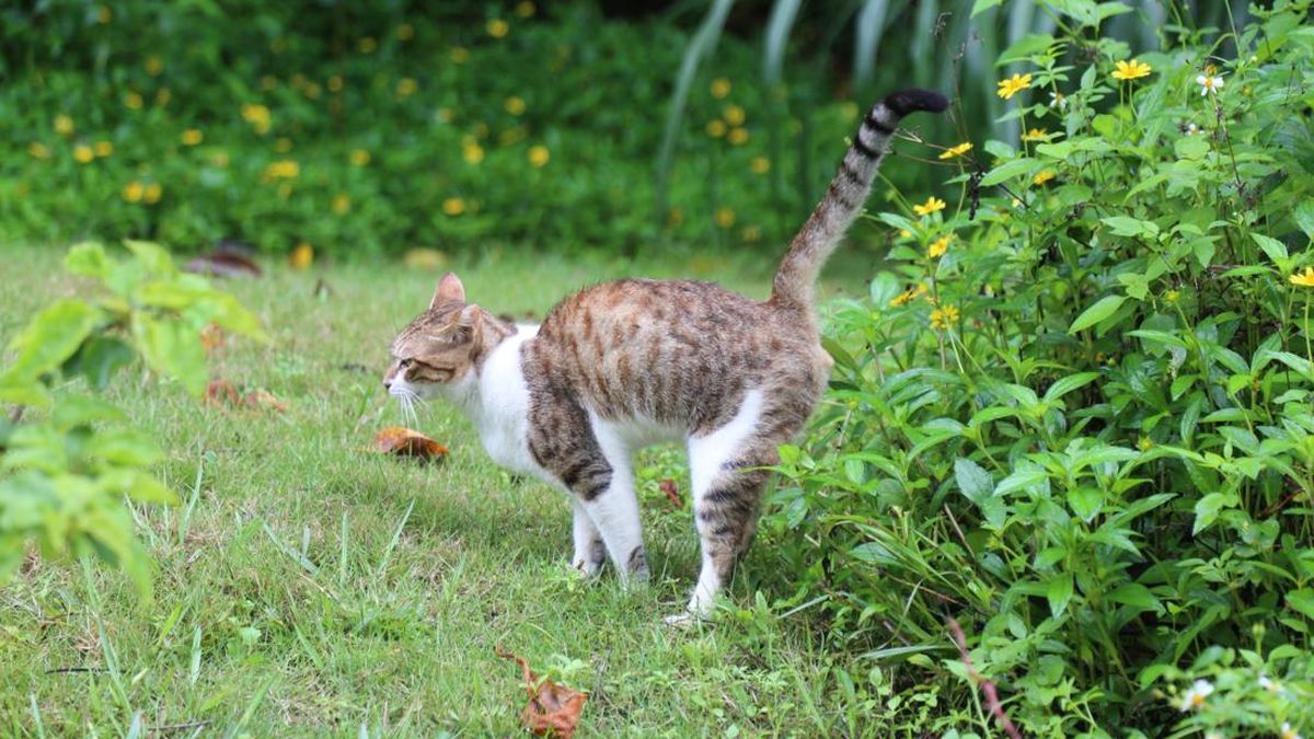 5 Tanaman Ini Ampuh Cegah Kucing Liar BAB di Halaman Rumah
