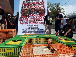 Harga Pakan Ngegas, Peternak Ayam Boyolali Buang BPKB-Sertifikat di Kandang