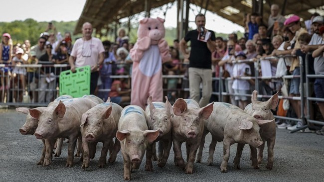 People watch a piglet race at the 43rd edition of the Pig Festival, where the French pig-squealing championship is held, in Trie-sur-BaÔse, south-western France, on August 9, 2026. (Photo by Valentine CHAPUIS / AFP)