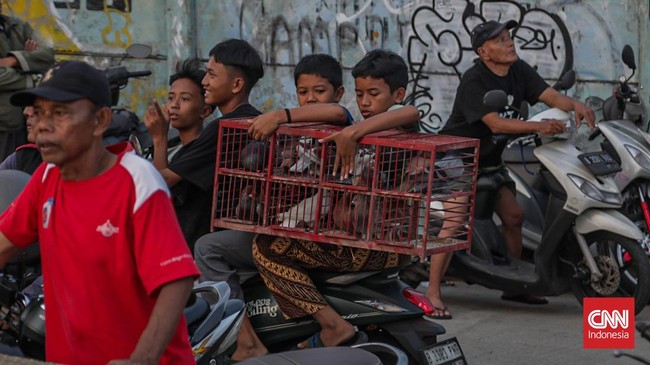 Kompetisi merpati kolong terlihat dalam Liga Cacing di Lapak Tanggul City, Tanah Abang, Jakarta, pada Minggu (9/8).