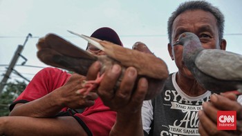 Kompetisi merpati kolong terlihat dalam Liga Cacing di Lapak Tanggul City, Tanah Abang, Jakarta, pada Minggu (9/8).