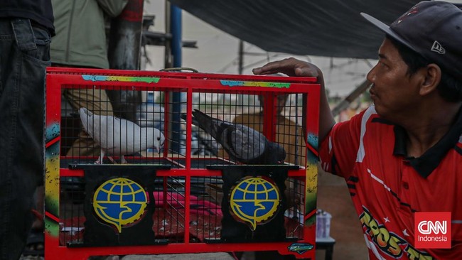 Kompetisi merpati kolong terlihat dalam Liga Cacing di Lapak Tanggul City, Tanah Abang, Jakarta, pada Minggu (9/8).