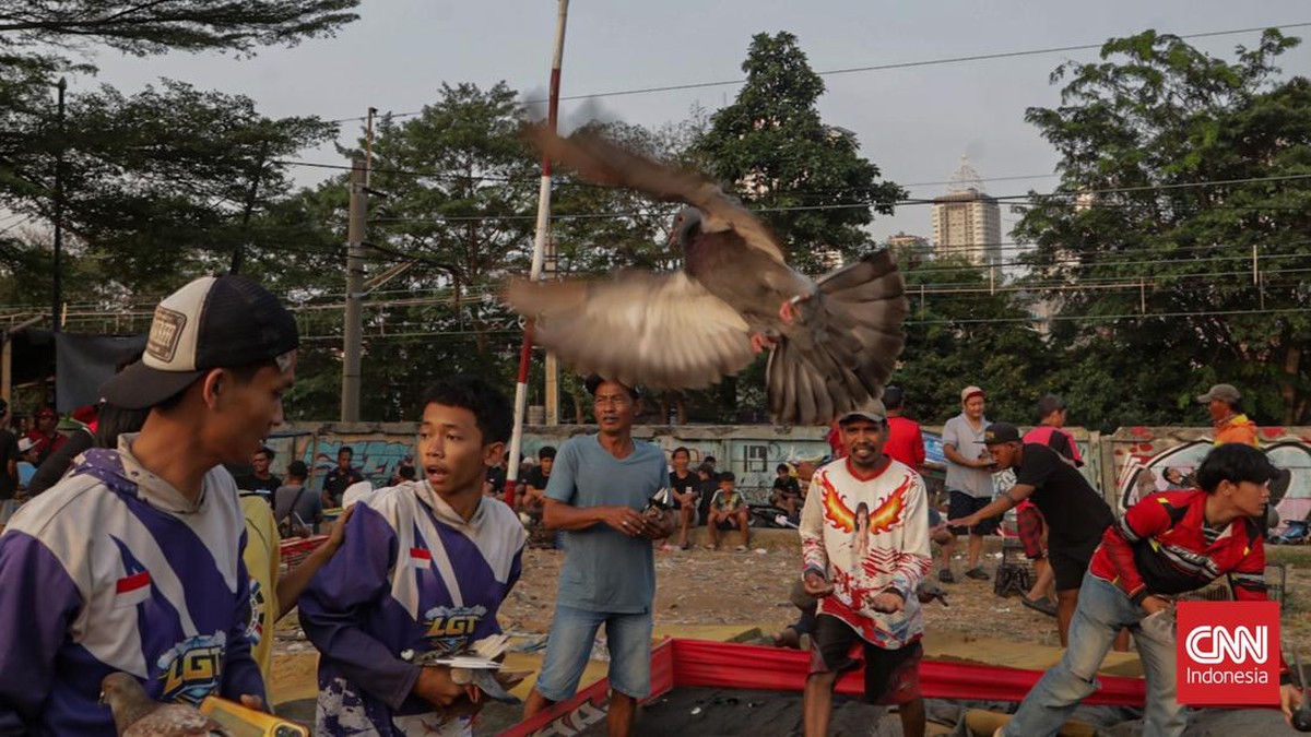 Kompetisi merpati kolong terlihat dalam Liga Cacing di Lapak Tanggul City, Tanah Abang, Jakarta, pada Minggu (9/8).