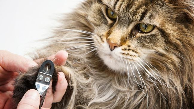 Kamu perlu tahu cara memotong kuku kucing yang benar. Jika salah, kucing bisa terluka dan stres, atau malah kamu yang kena cakaran karena kucingmu emosi.