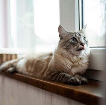 8 Fakta Unik Kucing yang Jarang Diketahui