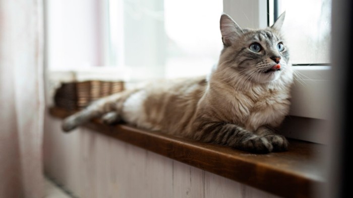 8 Fakta Unik Kucing yang Jarang Diketahui