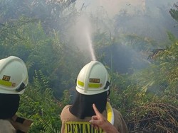 Ilalang di Kampung Bandan Jakut Kebakaran, 80 Personel Damkar Dikerahkan