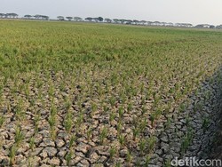 Nestapa Petani Indramayu, 12.900 Hektare Lahan Terdampak Kekeringan