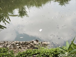 Sungai Babon di Plamongansari Semarang Tercemar Lagi, DLH Colek Pemkab Demak