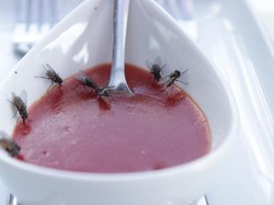Lalat Suka Hinggap di Makanan, Kakinya Bisa Ikut Mendeteksi Rasa!