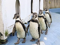 Sedih Banget, Semua Penguin di Kebun Bintang Ini Mati Digigit Nyamuk Malaria