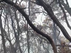 4 Hari Kebakaran Gunung Gede: 10 Hektare Lahan Hangus-Tersisa 4 Titik Api