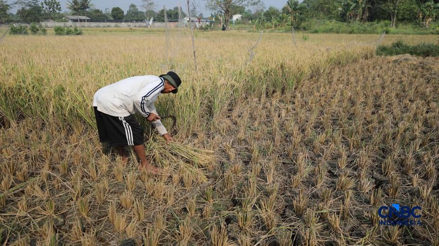 Seorang petani memanen padi di Desa Kali Putih, Bogor, Jawa Barat, Senin (10/8/2026). Lahan pertanian seluas puluhan hektar nan dikelola petani setempat untuk menanam padi mengalami kandas panen sejak awal Juni 2026 akibat kekeringan. (CNBC Indonesi