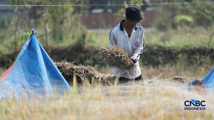 Seorang petani memanen padi di Desa Kali Putih, Bogor, Jawa Barat, Senin (10/8/2026). Lahan pertanian seluas puluhan hektar nan dikelola petani setempat untuk menanam padi mengalami kandas panen sejak awal Juni 2026 akibat kekeringan. (CNBC Indonesia
