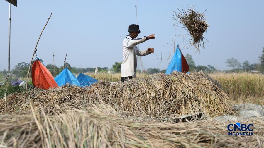 Seorang petani memanen padi di Desa Kali Putih, Bogor, Jawa Barat, Senin (10/8/2026). Lahan pertanian seluas puluhan hektar nan dikelola petani setempat untuk menanam padi mengalami kandas panen sejak awal Juni 2026 akibat kekeringan. (CNBC Indonesia