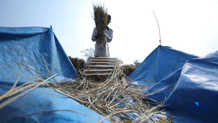 Seorang petani memanen padi di Desa Kali Putih, Bogor, Jawa Barat, Senin (10/8/2026). Lahan pertanian seluas puluhan hektar nan dikelola petani setempat untuk menanam padi mengalami kandas panen sejak awal Juni 2026 akibat kekeringan. (CNBC Indonesia