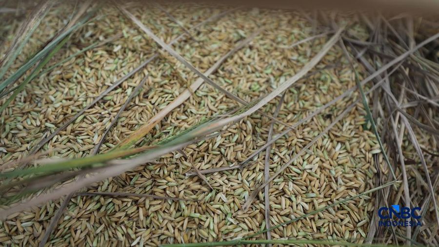 Seorang petani memanen padi di Desa Kali Putih, Bogor, Jawa Barat, Senin (10/8/2026). Lahan pertanian seluas puluhan hektar nan dikelola petani setempat untuk menanam padi mengalami kandas panen sejak awal Juni 2026 akibat kekeringan. (CNBC Indonesia