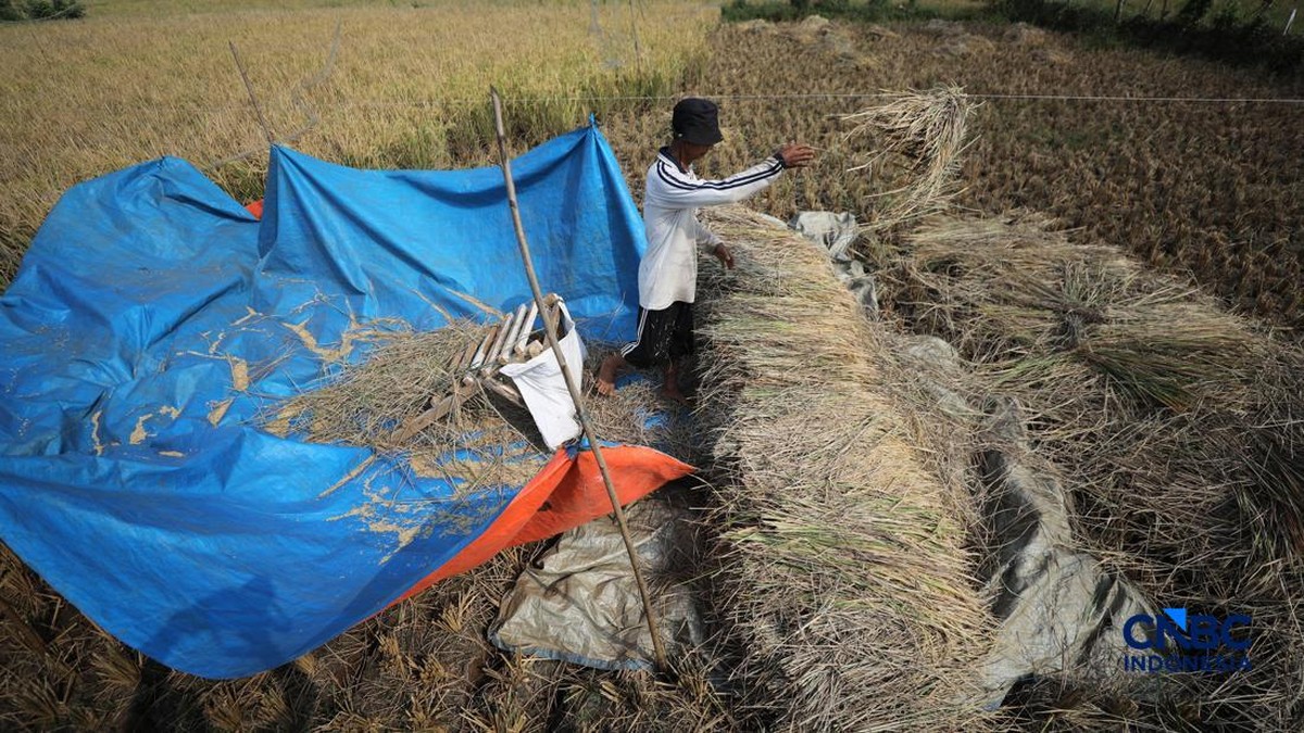 Tangis Petani Padi, Sawah Kering Retak-Retak Paksa Panen Lebih Cepat
