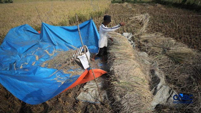 Tangis Petani Padi, Sawah Kering Retak-Retak Paksa Panen Lebih Cepat