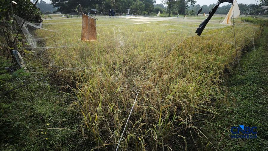 Seorang petani memanen padi di Desa Kali Putih, Bogor, Jawa Barat, Senin (10/8/2026). Lahan pertanian seluas puluhan hektar nan dikelola petani setempat untuk menanam padi mengalami kandas panen sejak awal Juni 2026 akibat kekeringan. (CNBC Indonesia
