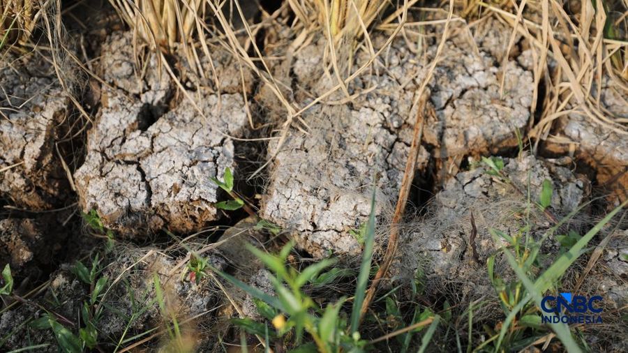 Seorang petani memanen padi di Desa Kali Putih, Bogor, Jawa Barat, Senin (10/8/2026). Lahan pertanian seluas puluhan hektar nan dikelola petani setempat untuk menanam padi mengalami kandas panen sejak awal Juni 2026 akibat kekeringan. (CNBC Indonesia