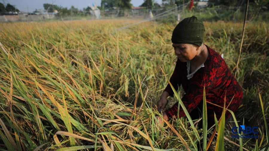 Seorang petani memanen padi di Desa Kali Putih, Bogor, Jawa Barat, Senin (10/8/2026). Lahan pertanian seluas puluhan hektar nan dikelola petani setempat untuk menanam padi mengalami kandas panen sejak awal Juni 2026 akibat kekeringan. (CNBC Indonesia