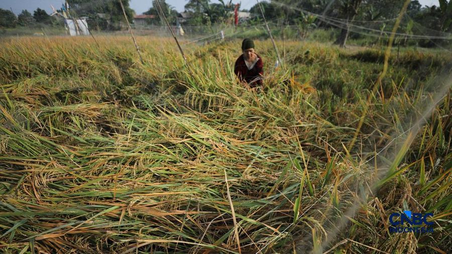 Seorang petani memanen padi di Desa Kali Putih, Bogor, Jawa Barat, Senin (10/8/2026). Lahan pertanian seluas puluhan hektar nan dikelola petani setempat untuk menanam padi mengalami kandas panen sejak awal Juni 2026 akibat kekeringan. (CNBC Indonesia