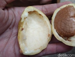 Mengenal Kopi Anjing, Buah Langka Warisan Belanda di Majalengka