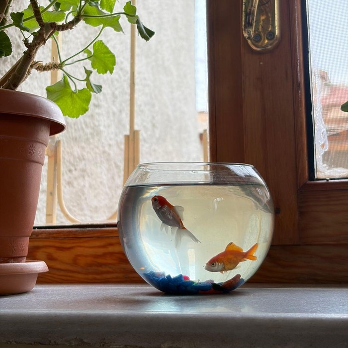 Aquarium merupakan salah satu benda yang mendatangkan keberuntungan di rumah menurut feng shui