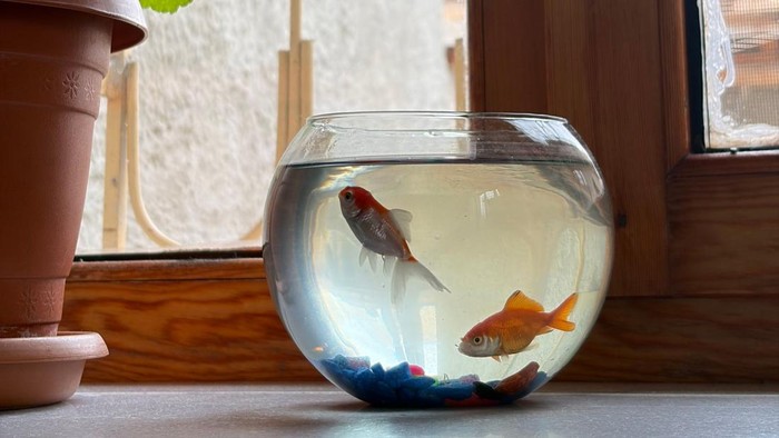 Bisa Diletakkan di Rumah, Ini 3 Benda yang Membawa Keberuntungan Menurut Feng Shui