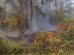 70 Hektare Hutan di Tana Toraja Terbakar Imbas Kemarau Ekstrem