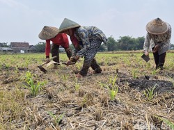 Petani Gresik Hadapi Dilema, Musim Hujan Kebanjiran Kini Kemarau Kekeringan
