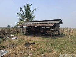 Heboh 36 Kambing Milik Warga Tergeletak Disembelih Maling di Sawah Serang