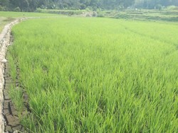 1.832 Sawah di Tana Toraja Kekeringan, Petani Terancam Gagal Panen