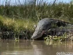 Buaya Raksasa 4,5 Meter di Sungai Monodon Hebohkan Warga Sidoarjo