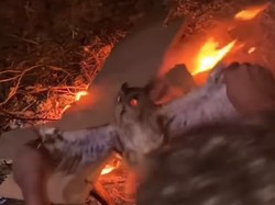 Viral Burung Hantu Dibakar Hidup-hidup di NTT, 3 Pelaku Ditangkap