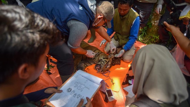 Evakuasi Harimau Sumatra Masuk Perangkap di Agam