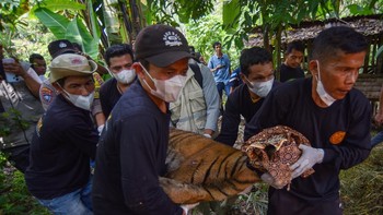 Evakuasi Harimau Sumatra Masuk Perangkap di Agam
