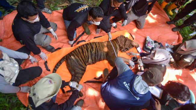 Evakuasi Harimau Sumatra Masuk Perangkap di Agam