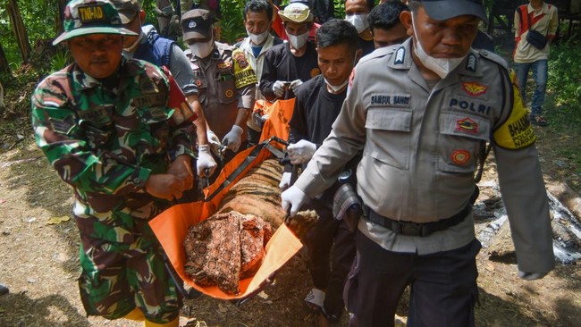 Harimau Sumatra Dievakuasi Usai Makan Ternak Warga