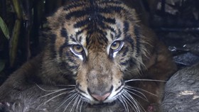 Seekor Harimau sumatra (Panthera tigris sumatrae) berada di kandang jebak bersama umpannya di Jorong Palimbatan, Nagari Pasie Laweh, Agam, Sumatera Barat, Rabu (12/8/2026).