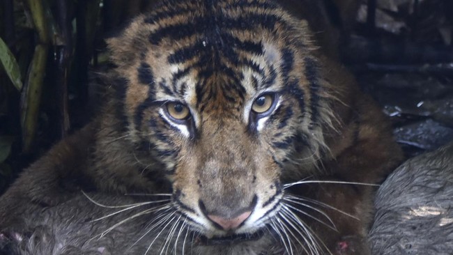 Seekor Harimau sumatra (Panthera tigris sumatrae) berada di kandang jebak bersama umpannya di Jorong Palimbatan, Nagari Pasie Laweh, Agam, Sumatera Barat, Rabu (12/8/2026).